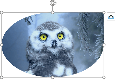 Crop a picture to a shape Word for Microsoft 365 Crop a picture to a shape Word 365