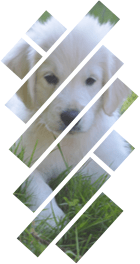 Mask for pictures in PowerPoint for Microsoft 365 Mask for pictures in PowerPoint 365