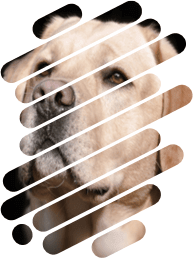 Mask 2 for pictures in PowerPoint for Microsoft 365 Mask 2 for pictures in PowerPoint 365